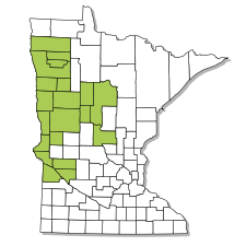 Prairie chicken range in Minnesota